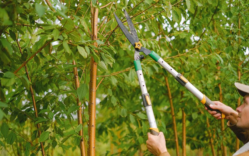 Tree trimming in Moscow, IA