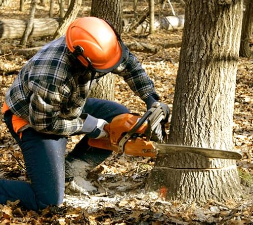 Tree Removal in Moscow, IA